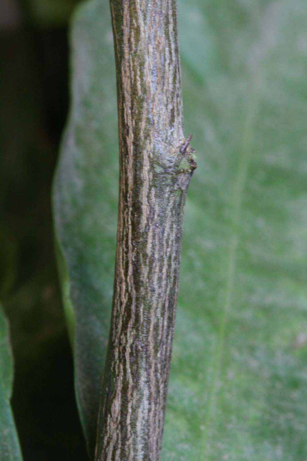              Second - third year twig (Riverside, CA)       